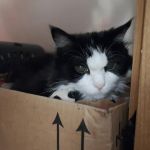 Banfield Pet Hospital