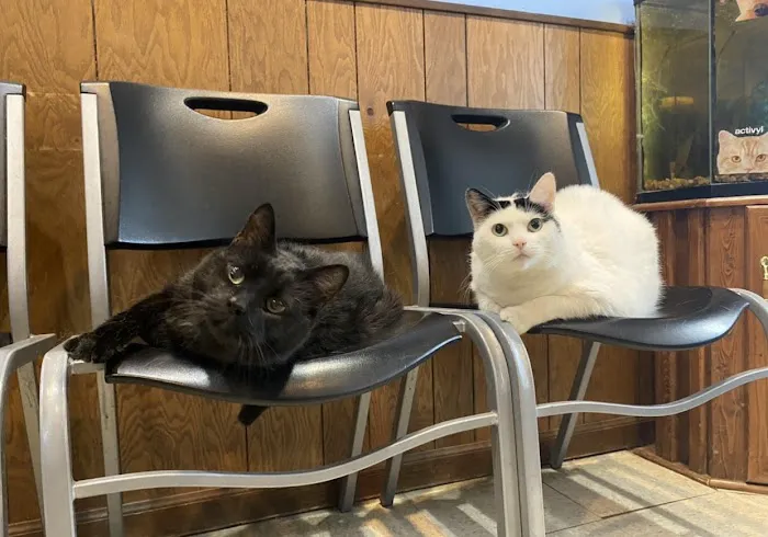 Pet Doctor Picture 8