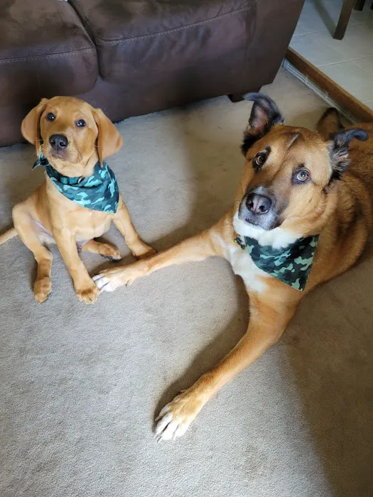 Pet Doctor Picture 4