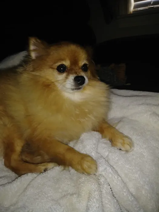 Pet Doctor Picture 9