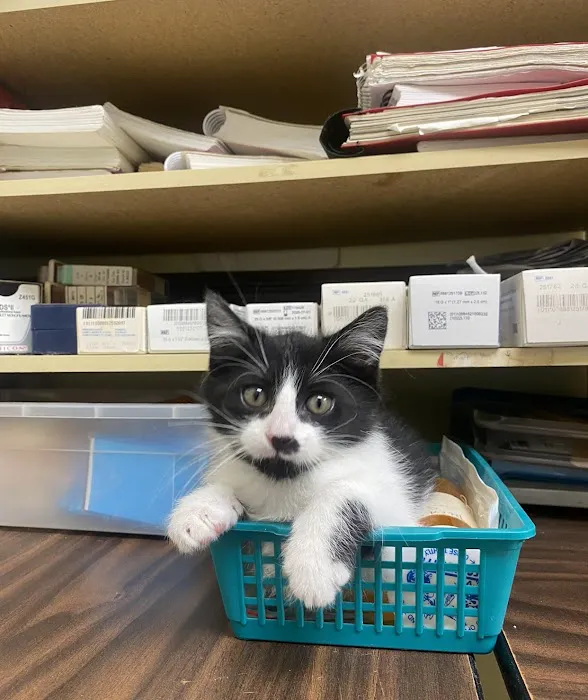 Pet Doctor Picture 1