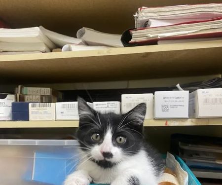 Pet Doctor