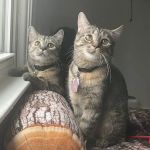 The Paws Clinic
