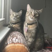 The Paws Clinic ico