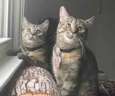 The Paws Clinic