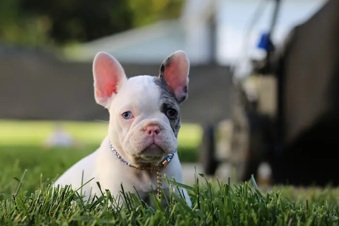 Ace Animal Clinic Picture 3