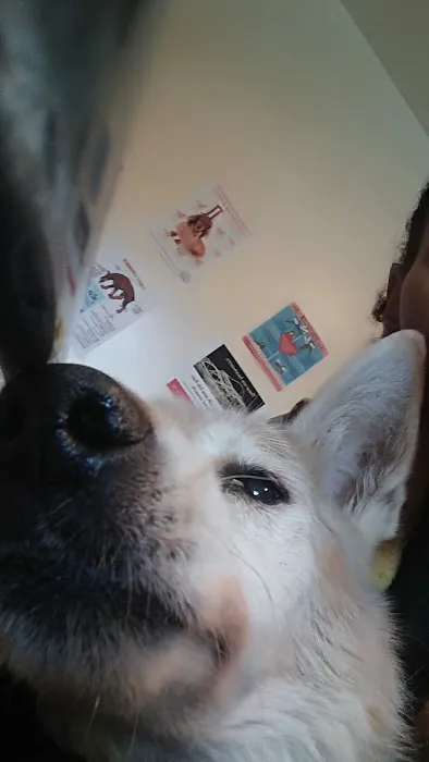 Ace Animal Clinic Picture 10