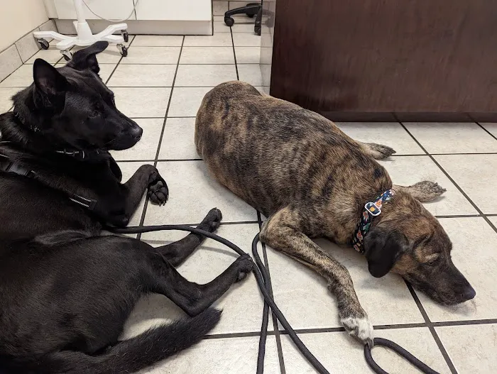 Ace Animal Clinic Picture 2