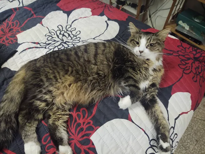 Ace Animal Clinic Picture 8