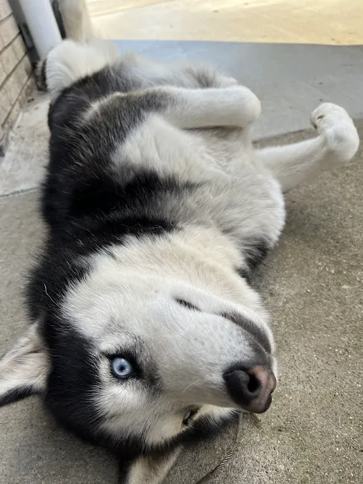 Ace Animal Clinic Picture 6