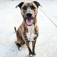 Wayne Mercy Animal Hospital ico