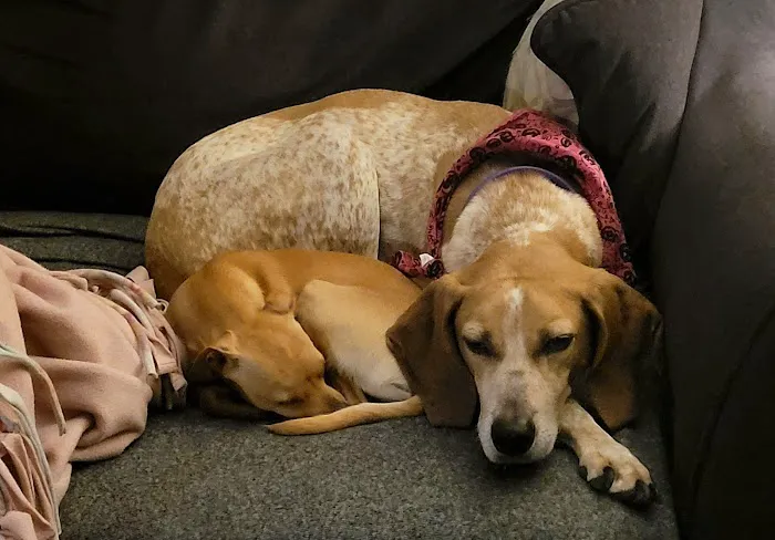 Griffith Veterinary Hospital Picture 5
