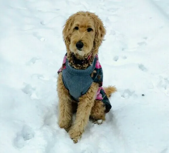 Griffith Veterinary Hospital Picture 3