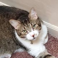 Berman Center for Animal Care ico