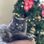 Michigan Humane Veterinary Center