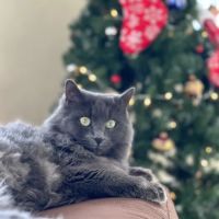 Michigan Humane Veterinary Center ico