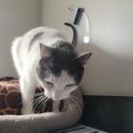 Cherry Hill Animal Clinic