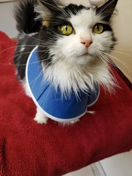 Cherry Hill Animal Clinic Picture 6