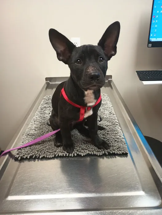 Cherry Hill Animal Clinic Picture 2