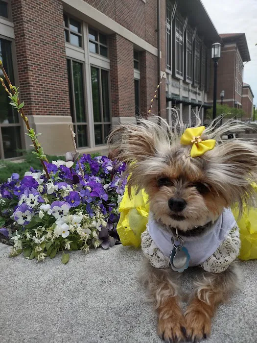 Pet Care Picture 10