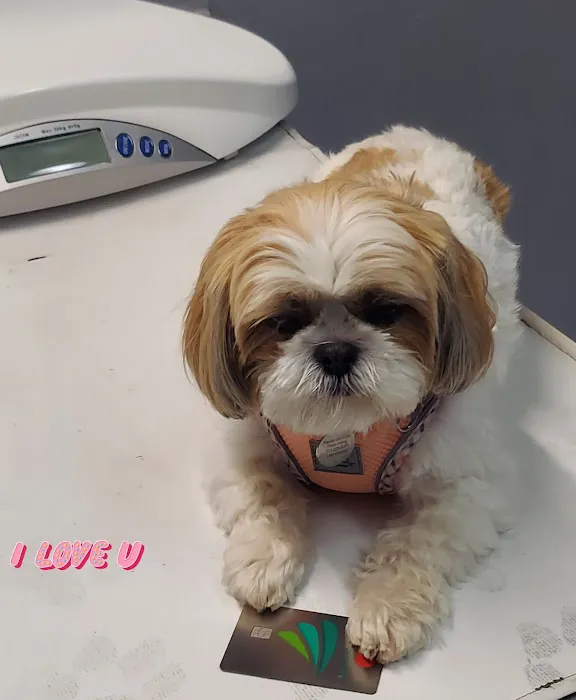 Pet Care Picture 5