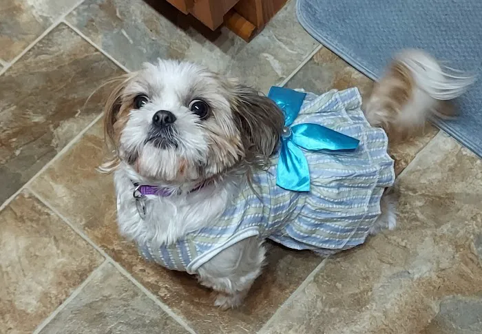 Pet Care Picture 1