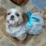 Pet Care