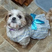 Pet Care ico