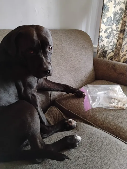 Pet Care Picture 4