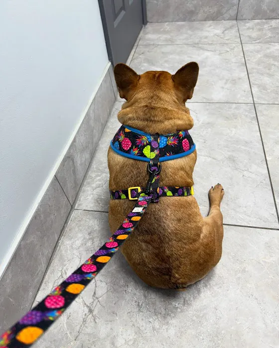 Pet Care Picture 2