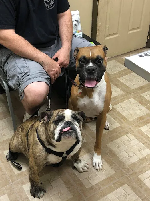 Pet Care Picture 8