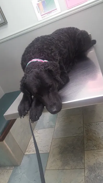Southpointe Veterinary Hospital Picture 3