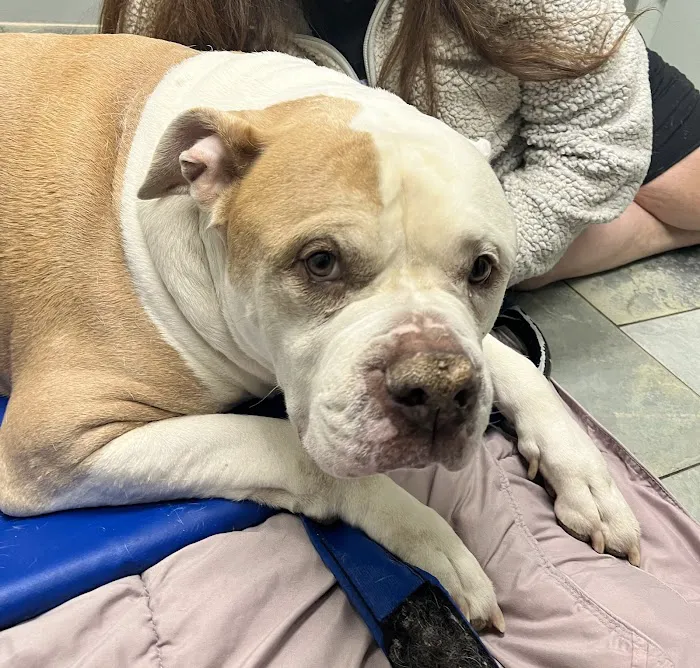 Southpointe Veterinary Hospital Picture 10