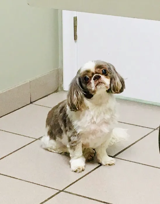 Lincoln Park Veterinary Hospital Picture 8