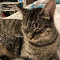 Lincoln Park Veterinary Hospital ico