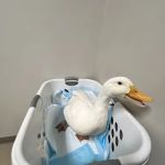 Southgate Animal Hospital