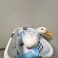 Southgate Animal Hospital ico