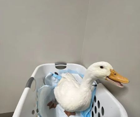 Southgate Animal Hospital