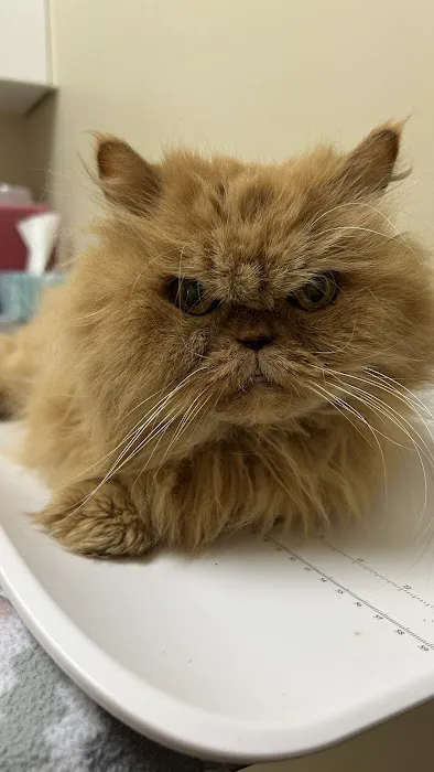 Angel Animal Hospital Of Southgate Picture 1