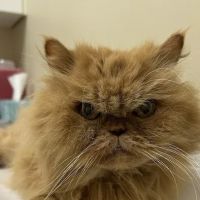 Angel Animal Hospital Of Southgate ico