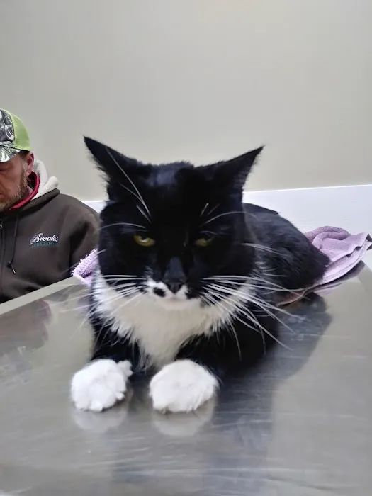 Angel Animal Hospital Of Southgate Picture 7