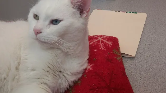 Angel Animal Hospital Of Southgate Picture 10