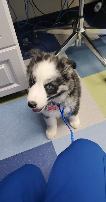 Blue Paws Animal Hospital Picture 4
