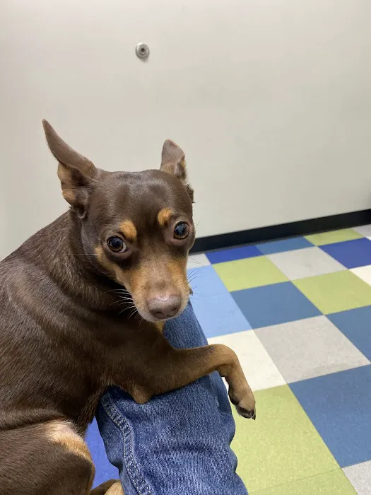 Blue Paws Animal Hospital Picture 2