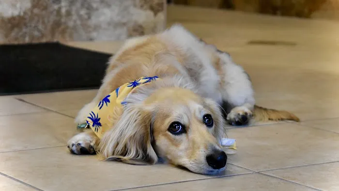 Healthy Paws Veterinary Care Center Picture 5