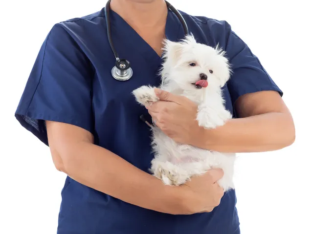 Healthy Paws Veterinary Care Center Picture 6