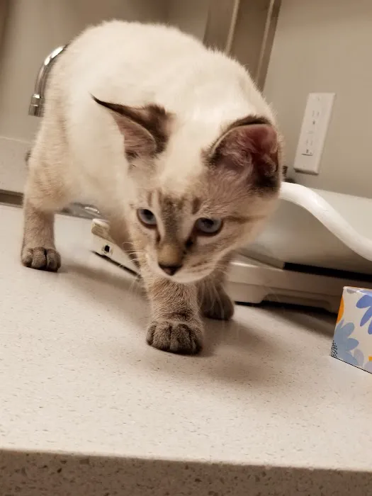 VCA Farmington Hills Animal Hospital Picture 9