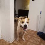 VCA Farmington Hills Animal Hospital