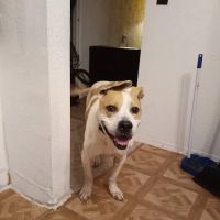 VCA Farmington Hills Animal Hospital ico
