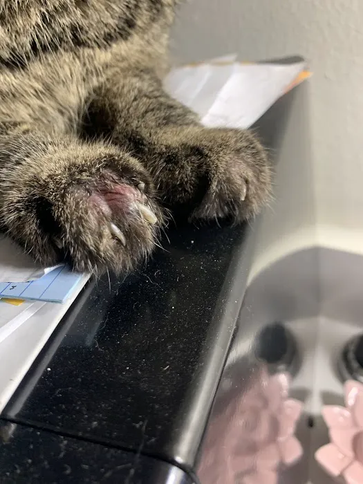 Companion Care Veterinary Hospital Picture 3